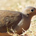 Mourning Dove