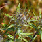 Carline Thistle