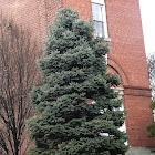 Blue Spruce