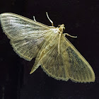 Crambid Moth