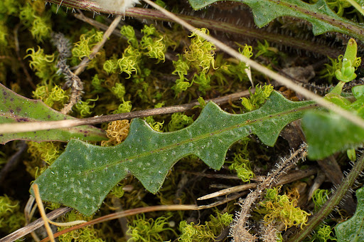 Leontodon saxatilis