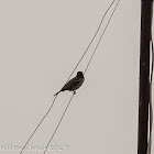 House Sparrow; Gorrión Común