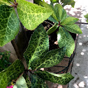 Lenton Rose