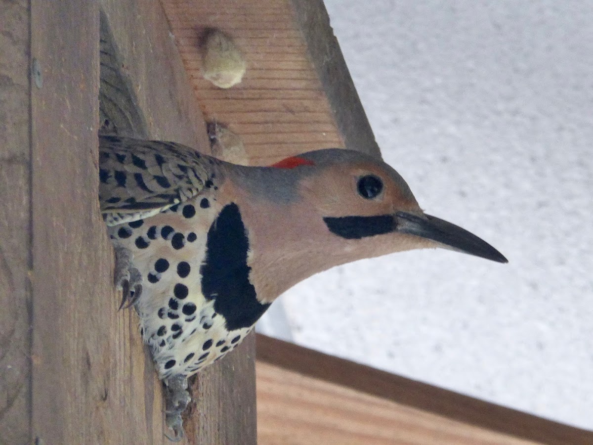 Northern Flicker