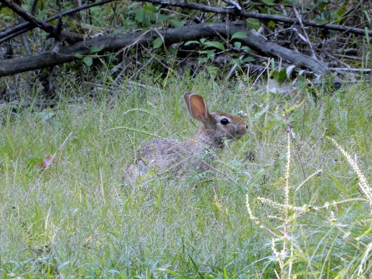 Eastern Cottontail