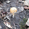 Mushroom