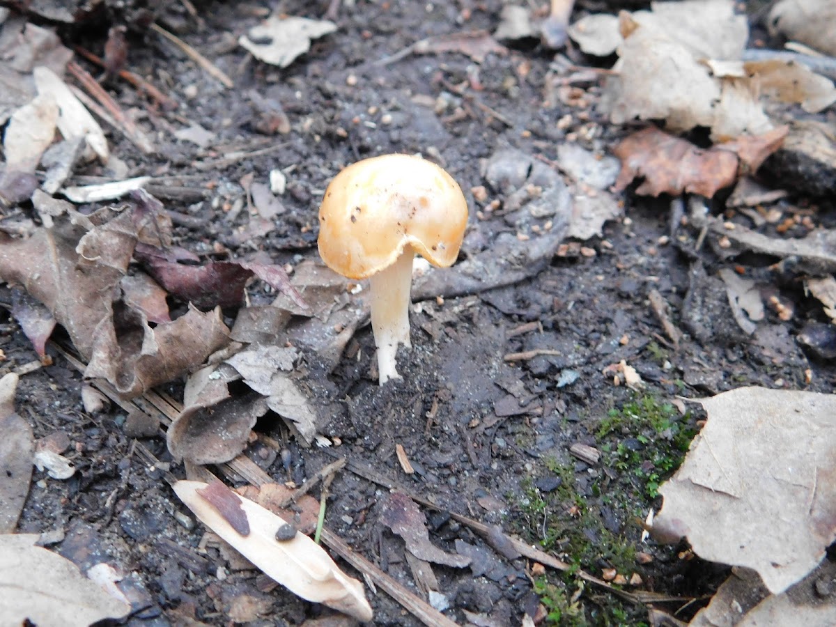 Mushroom