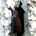 Bat