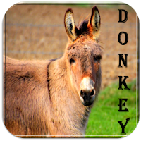 Donkey sounds