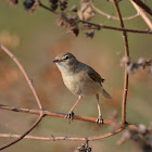 Booted Warbler