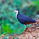 White-breasted Waterhen