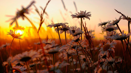 Wildflowers