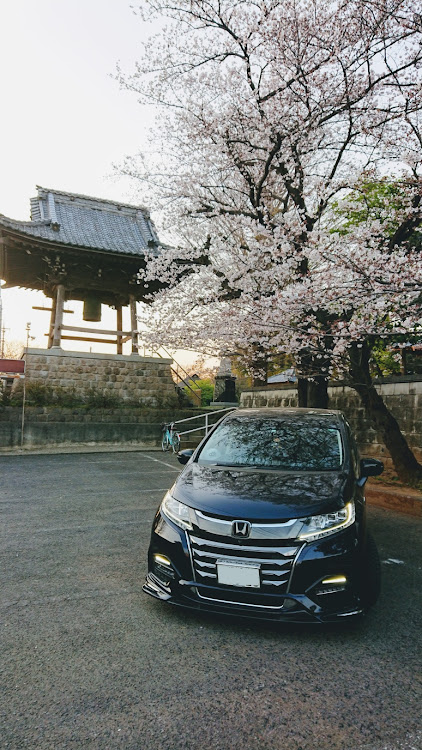 オデッセイの桜とコラボ🌸・雪予報・宣伝に関するカスタム事例の投稿画像1枚目