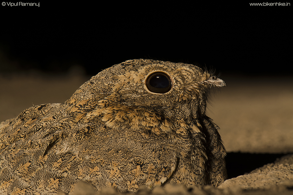 Sykes's Nightjar