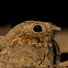 Sykes's Nightjar