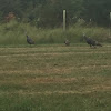 Turkey Vulture