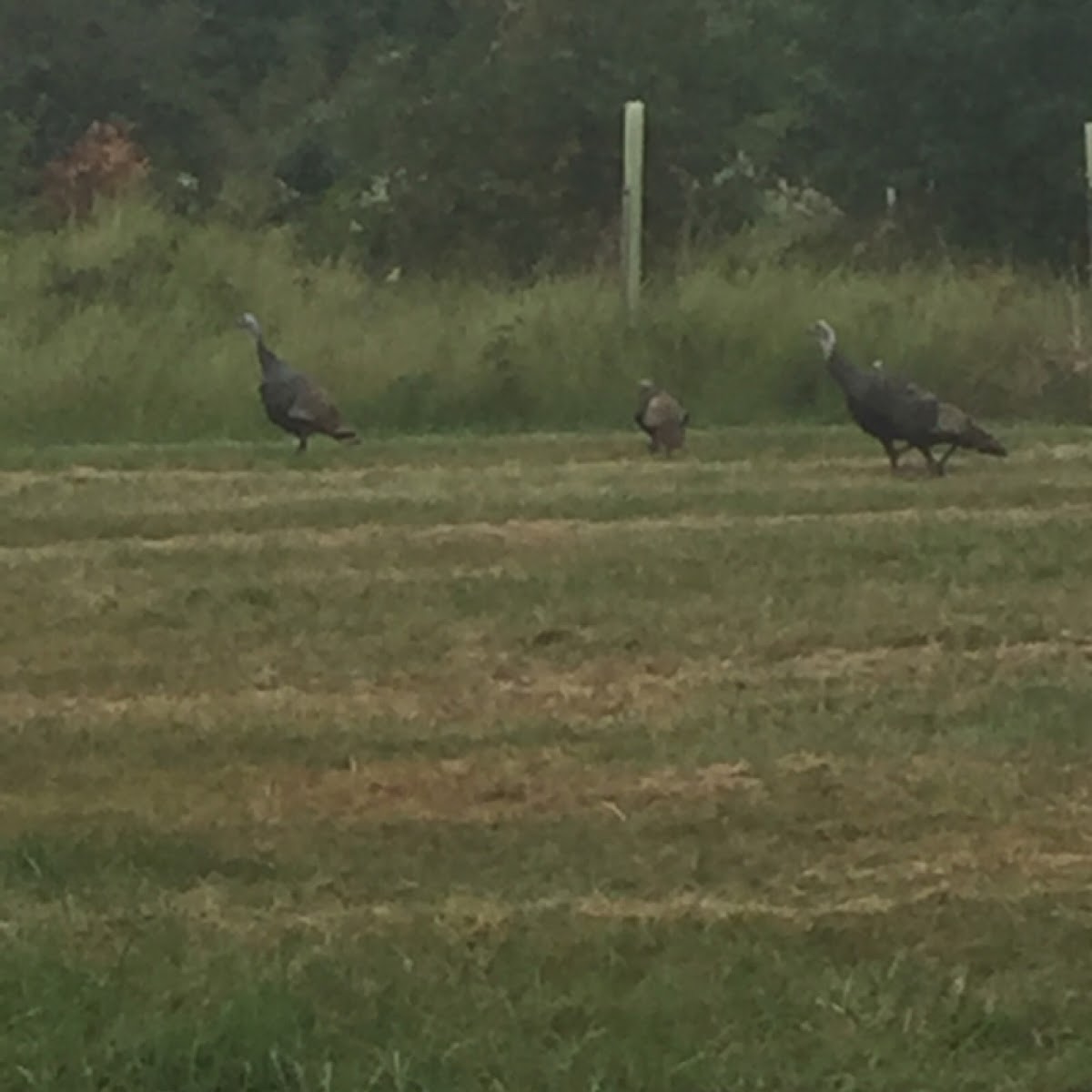 Turkey Vulture