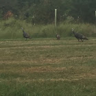 Turkey Vulture