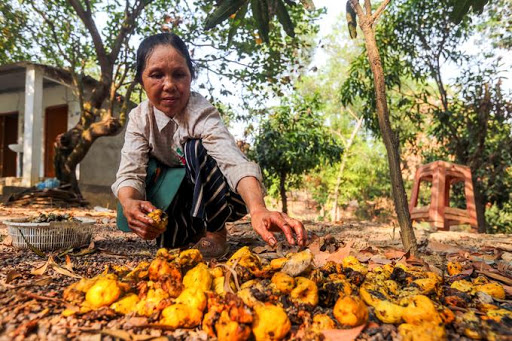 Hiện tại, công việc chính của gia đình ông là trồng cây điều bởi đây là loại cây khá phù hợp với đất đai và khí hậu trên đảo Năm Bầu. Hai vợ chồng ông bà hiện đang trồng khoảng 3 ha hạt điều xung quanh khu vực đảo.