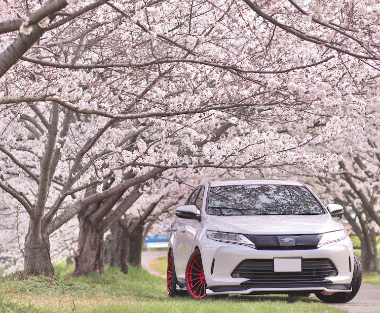 ハリアーの桜コラボ・サクラと愛車・桜とコラボ・今週いよいよ・カメラのメンテナンスに関するカスタム事例の投稿画像1枚目
