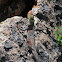 Red-headed rock agama (female)