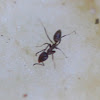 Argentine Ant