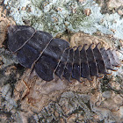 Trilobite Beetle