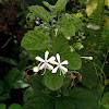 White Butterfly Bush