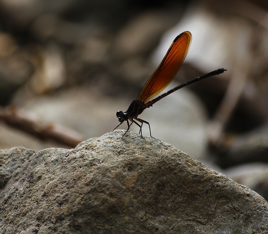 Euphaea lara ssp. lombokensis