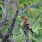 Hoopoe