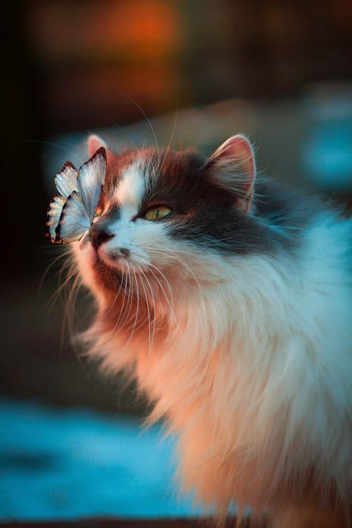 Fond D Ecran De Chats Mignons Pour Android Apk Telecharger Fond D Ecran De Chats Mignons Pour Android Apk Telecharger