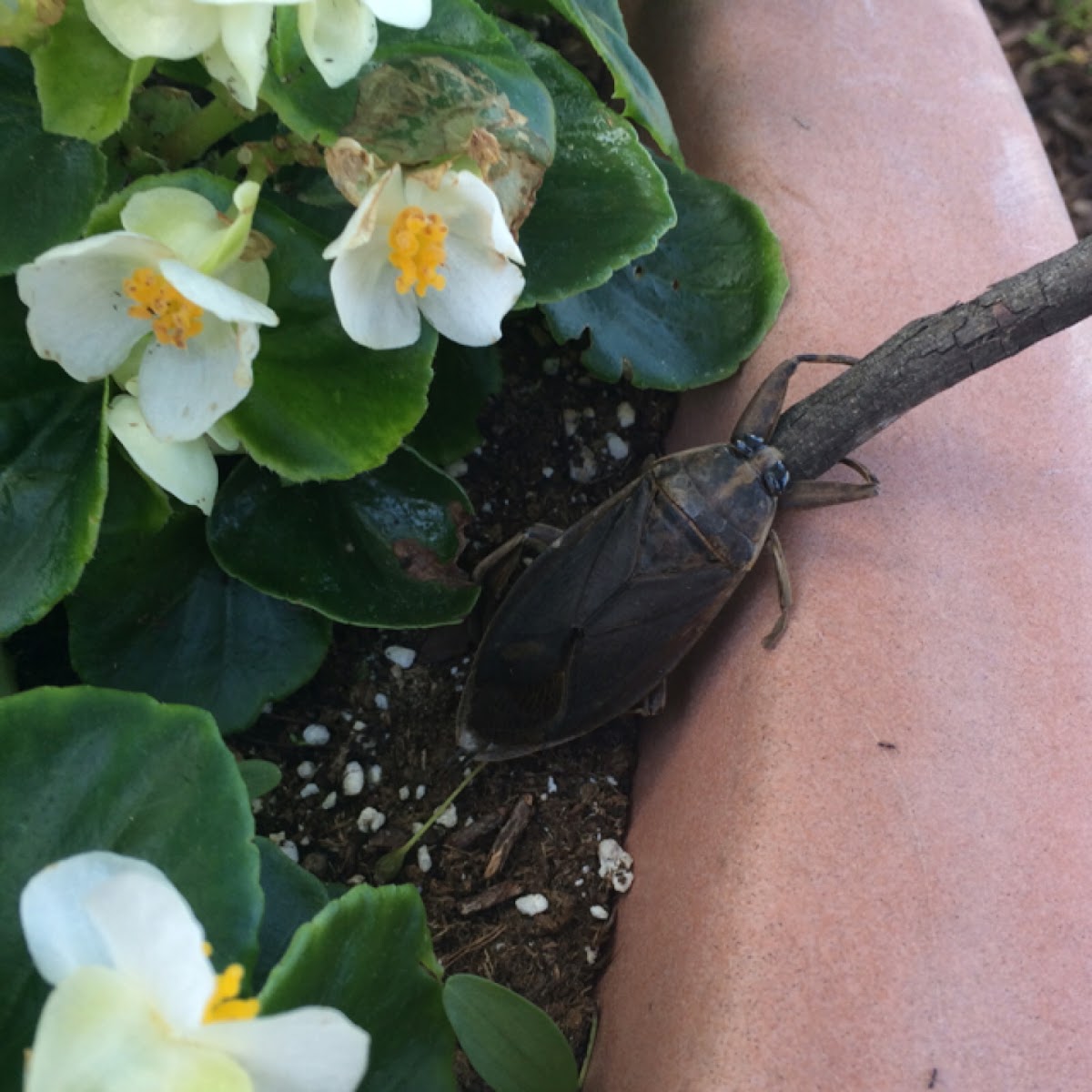 Giant Water Bug