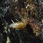 Slender Springtail