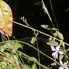 Eastern Pondhawk Dragonfly