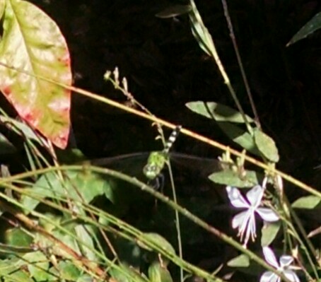 Eastern Pondhawk Dragonfly