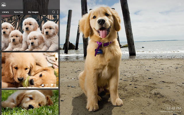 My Golden Retriever Cute Dog Puppy Wallpapers