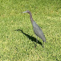 Little Blue Heron