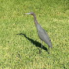 Little Blue Heron