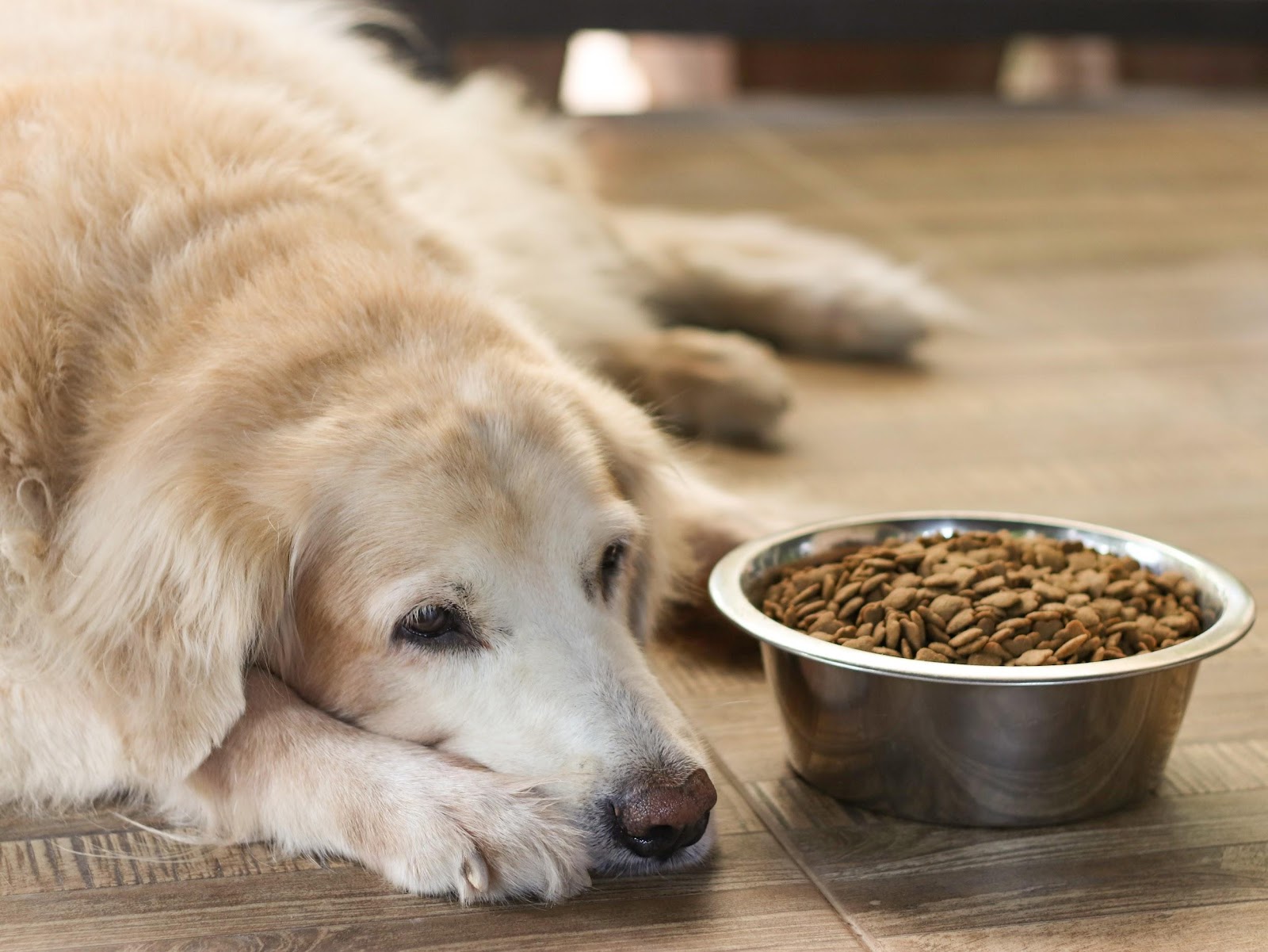 when can you feed a puppy regular dog food