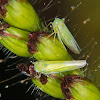Sharpshooter leafhoppers