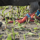 Rock Pigeon