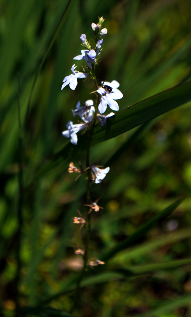 Pale-Spiked Lobelia