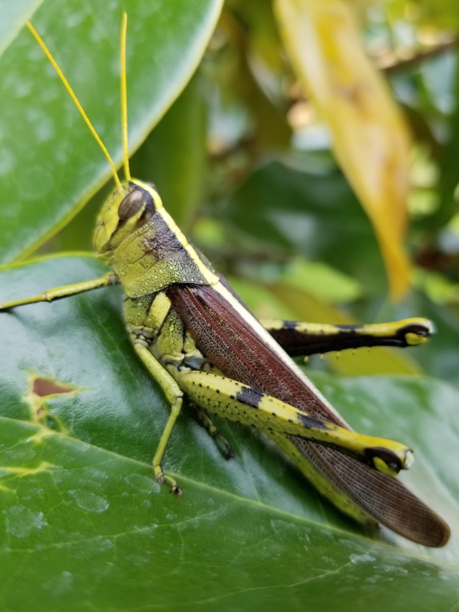 obscure bird grasshopper