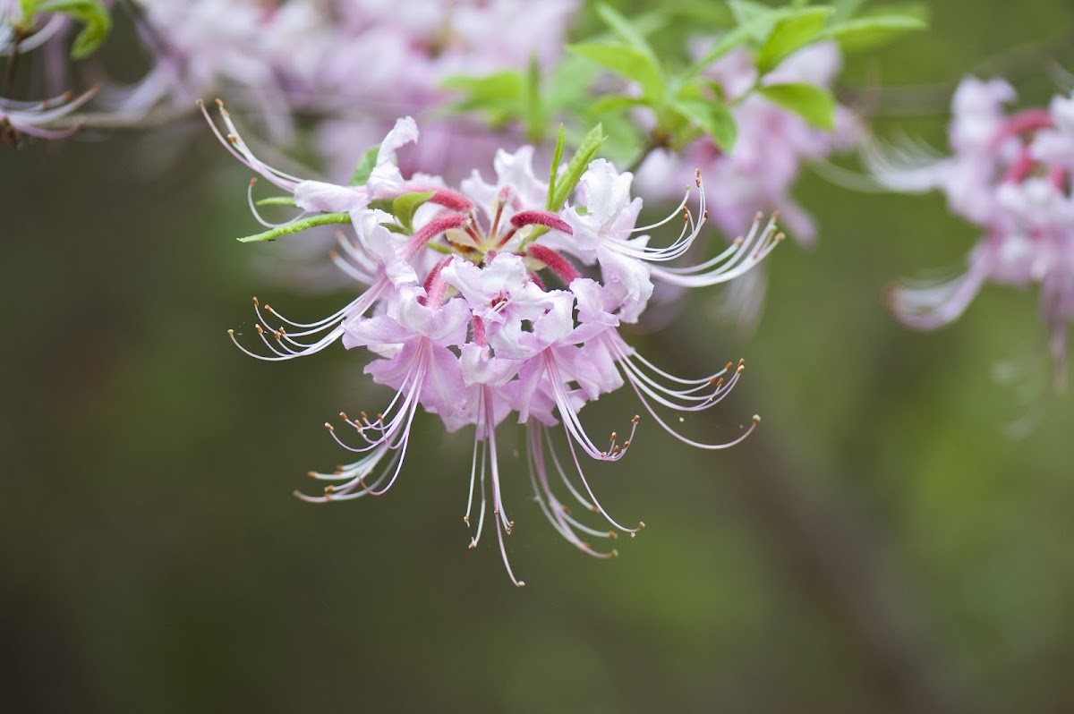 Wild azalea