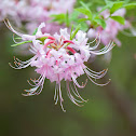 Wild azalea