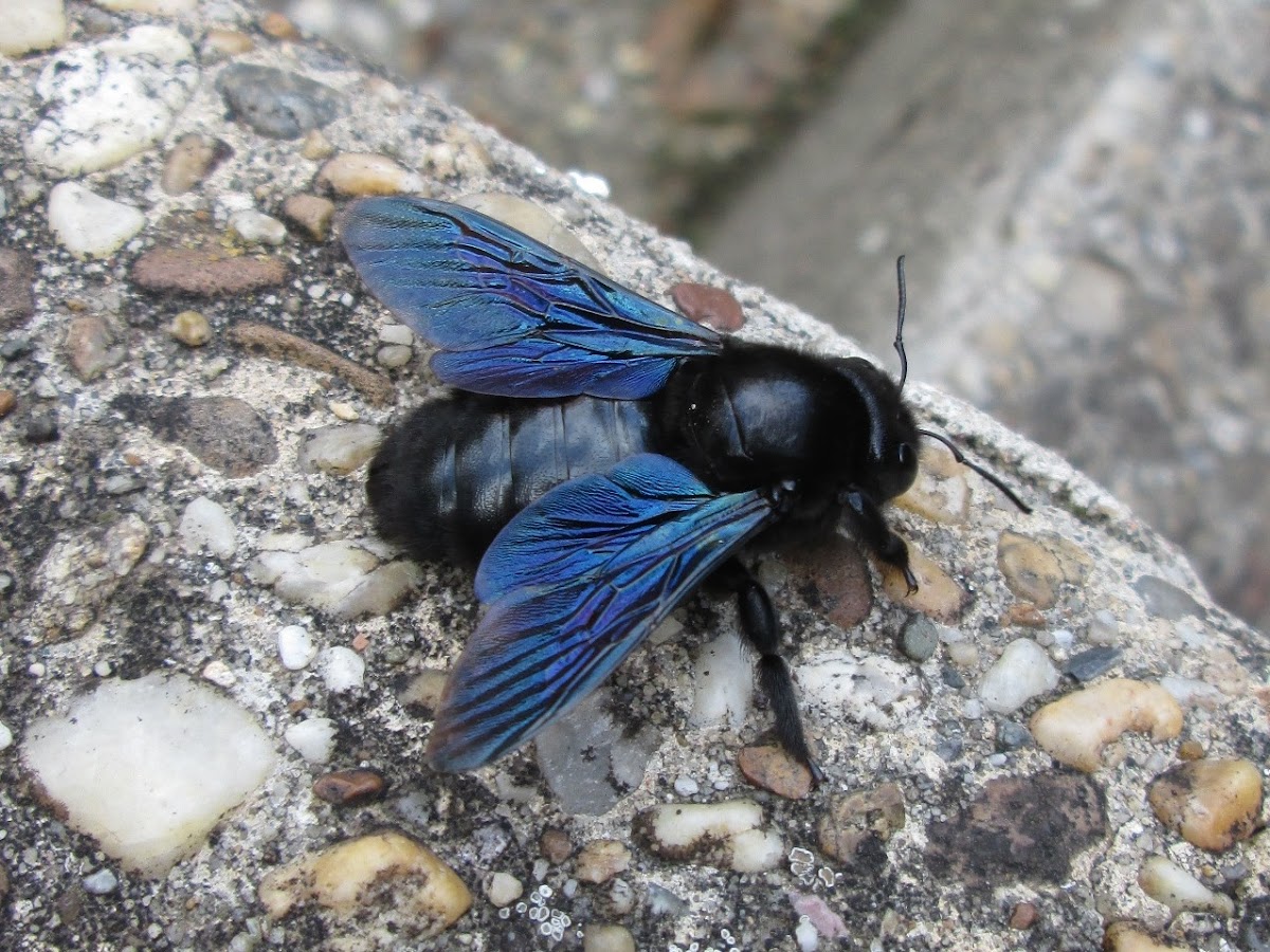 Violet carpenter bee