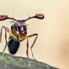 Stalk-eyed fly