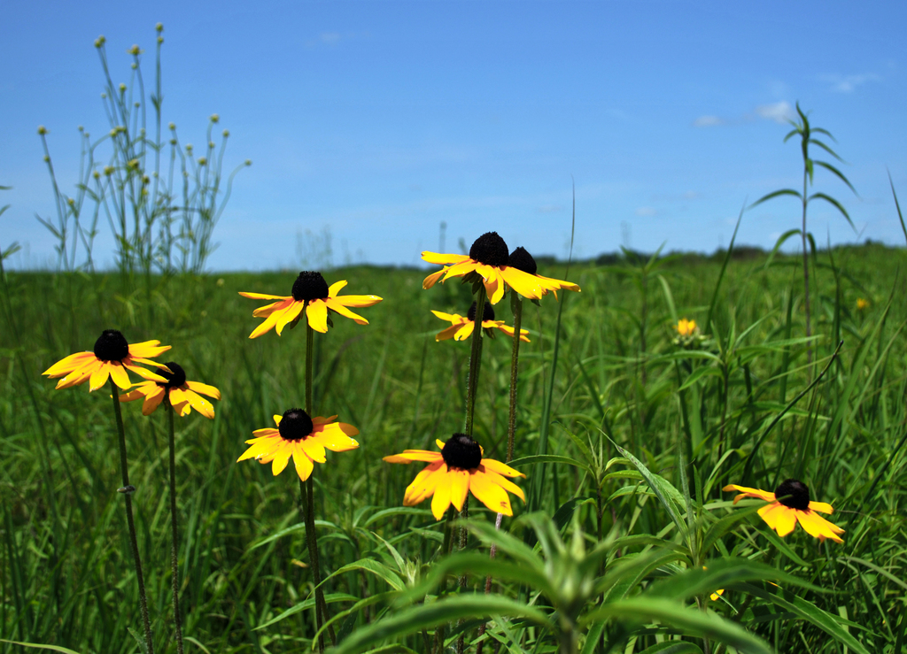 Black-Eyed Susan