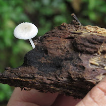 Fungi de PN Azul Meámbar