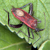 Leaf footed bug